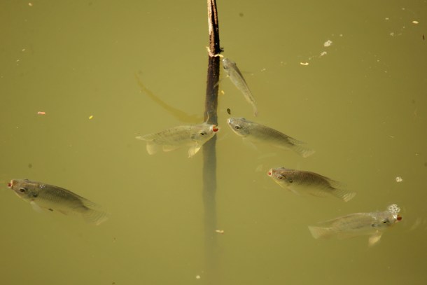 DSC_0630_resize_exposure